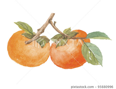 Persimmon Fuyu persimmon with branches Persimmon Fuyu persimmon with branches 93880996