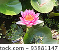 Lotus flower 93881147