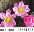 Water lily 93881323