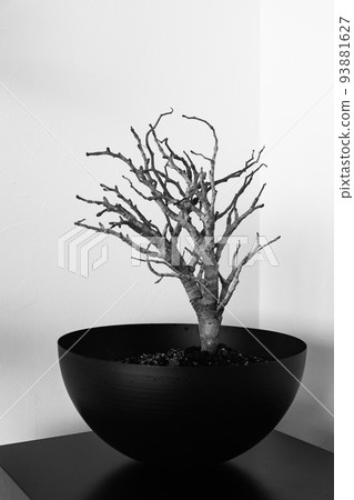 塞納Meridionaris 93881627