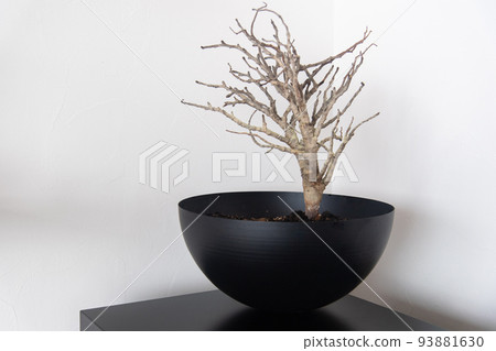 塞納Meridionaris 93881630