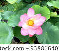 Water lily 93881640