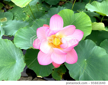 Water lily Water lily 93881640