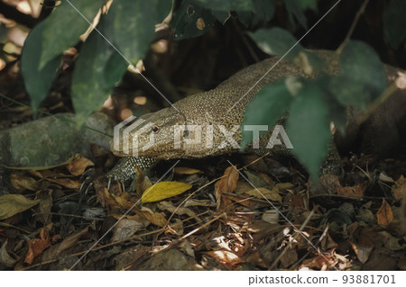 Monitor Lizard in the wild in Sri Lanka Monitor Lizard in the wild in Sri Lanka 93881701