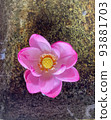 Water lily 93881703