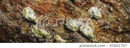 Oysters in the Wild on the Rock Beach of Mirissa Sri Lanka Oysters in the Wild on the Rock Beach of Mirissa Sri Lanka 93881707