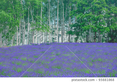 [Nakafurano Town, Hokkaido] White birch trees and lavender 93881868