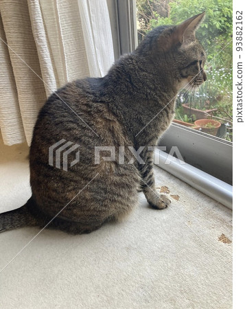 This is a pheasant cat who carefully observes the garden through the window from inside the house. 93882162