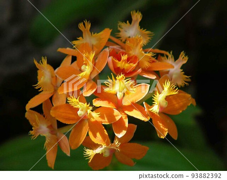 Orange Orchid Orchid (五月) Epidendrum 03 93882392