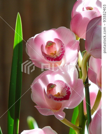 Pretty Orchid Orchid (December) Cymbidium 04V3.4 93882403