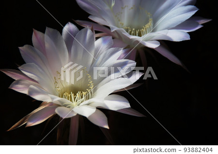 Gekkabijin (Gekkabijin) 35, tropical plants (May) 93882404