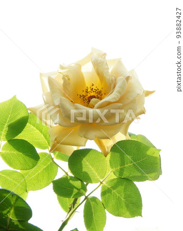 Yellow rose flower (May) rose (rose) 298V3.4 Yellow rose flower (May) rose (rose) 298V3.4 93882427