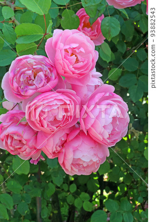 Roses of Kanayama general park Roses of Kanayama general park 93882543