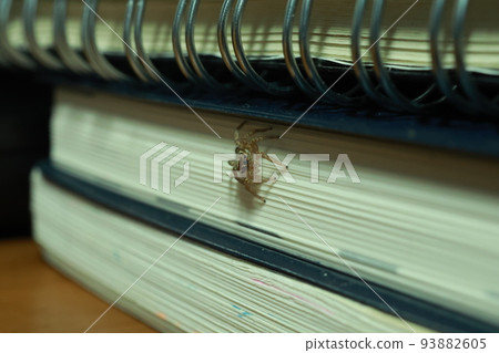 A jumping spider that appeared while jumping 93882605