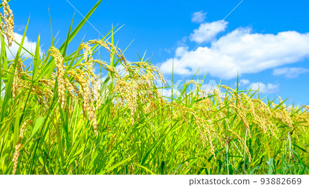 Autumn rice 93882669