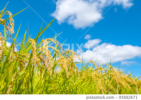 秋米 秋米 93882671