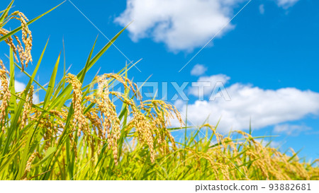 Autumn rice 93882681
