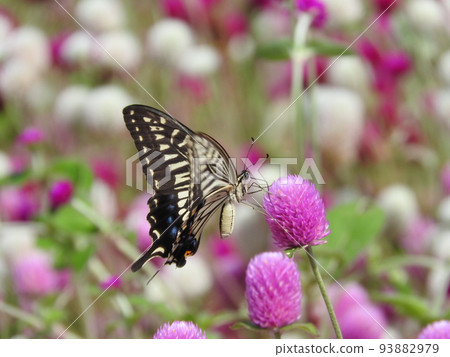 在盛開的千日紅田中吸食花蜜的娜美燕尾 93882979