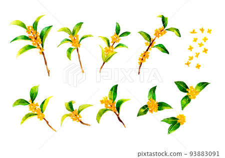桂花(桂花)秋花手繪水彩插畫素材集 桂花(桂花)秋花手繪水彩插畫素材集 93883091