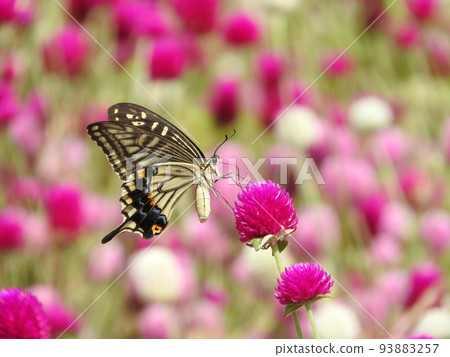 Nami swallowtail sucking nectar in the Sennichi red field in full bloom 93883257