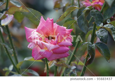 Arao City Ominous Citizen Flower Bed Rose Flower, Arao City Ominous Citizen Flower Bed Rose Flower, 93883437