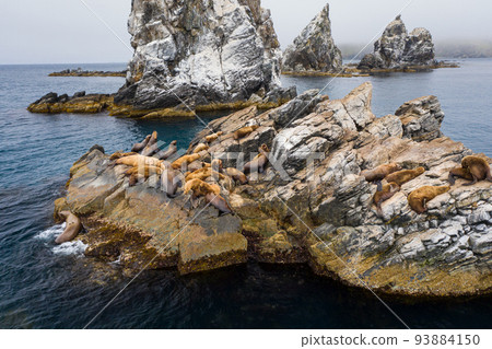Steller's sea lions rest and fight on a rocky island in the East Sea. Drone view 93884150