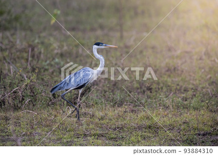 White necked heron in grassland environment, Pantanal , Brazil White necked heron in grassland environment, Pantanal , Brazil 93884310