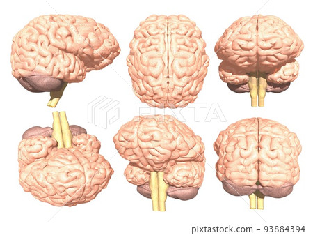 Brain human body medicine angle difference (3DCG image) Brain human body medicine angle difference (3DCG image) 93884394