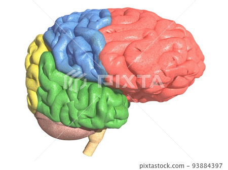 Brain human body medicine each part color coding (3DCG image) Brain human body medicine each part color coding (3DCG image) 93884397
