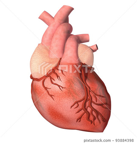 Human body heart front (3DCG image) 93884398