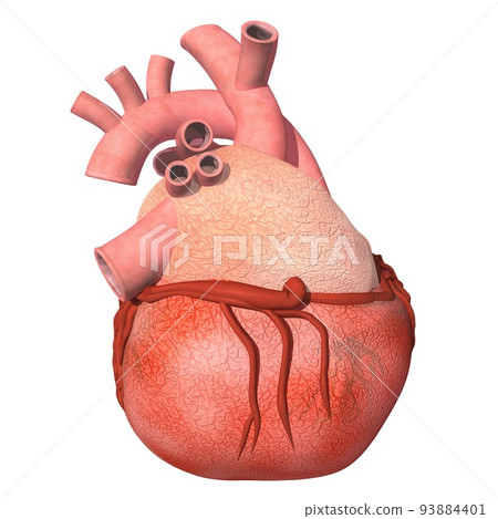 Human body heart right right angle difference (3DCG image) Human body heart right right angle difference (3DCG image) 93884401