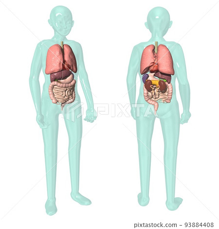 Human body anatomical chart respiratory system internal organs digestive system (3DCG image) Human body anatomical chart respiratory system internal organs digestive system (3DCG image) 93884408