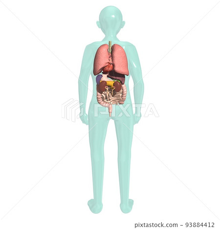Human body anatomical chart respiratory system internal organs digestive system back back side (3DCG image) 93884412