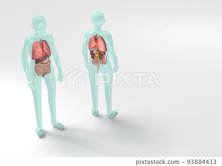 Human body anatomical chart respiratory system internal organs digestive system (3DCG image) 93884413