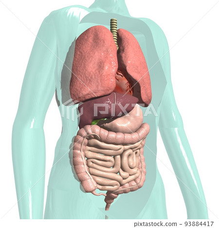 Human body anatomical chart respiratory system internal organs digestive system (3DCG image) 93884417