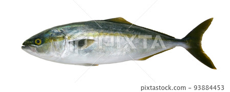 A clipping of yellowtail (warasa, inada) fish body, white background. 93884453