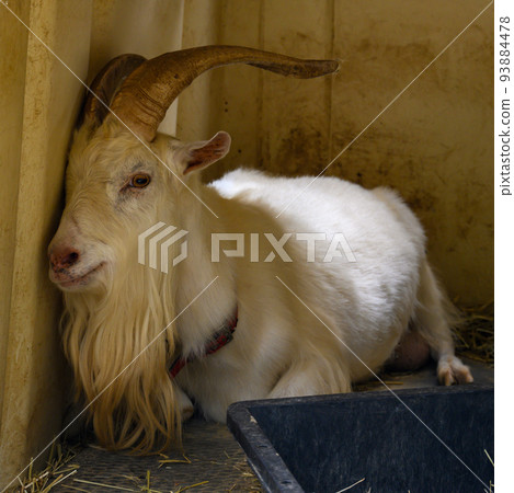 A goat with long horns leaning against the wall of a barn A goat with long horns leaning against the wall of a barn 93884478