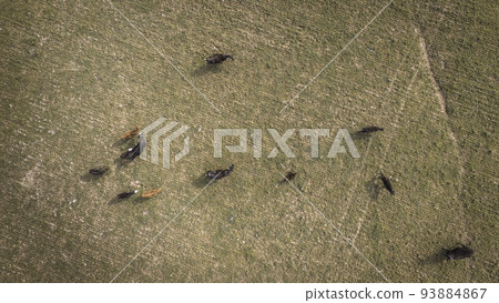 Meat production,  livestock in Pampas region, Aerial view,Argentina 93884867
