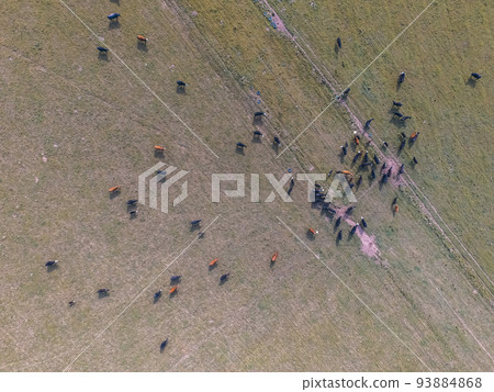 Meat production,  livestock in Pampas region, Aerial view,Argentina 93884868