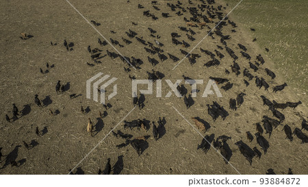Meat production,  livestock in Pampas region, Aerial view,Argentina 93884872