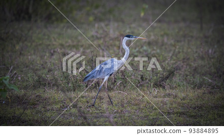 White necked heron in grassland environment, Pantanal , Brazil White necked heron in grassland environment, Pantanal , Brazil 93884895