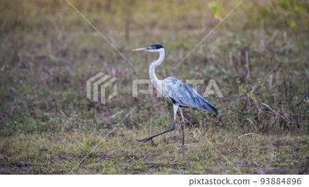 White necked heron in grassland environment, Pantanal , Brazil White necked heron in grassland environment, Pantanal , Brazil 93884896
