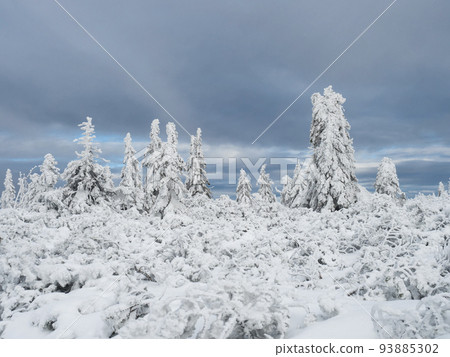 View of winter landscape with snowy spruce tree forest with snow covered conifers. Krkonose Mountains, Czech Republic, cloudy day, dramatic sky, blue clouds View of winter landscape with snowy spruce tree forest with snow covered conifers. Krkonose Mountains, Czech Republic, cloudy day, dramatic sky, blue clouds 93885302