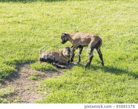 Two cute lambs of Cameroon sheep, Cameroon Dwarf sheep plays on green grass pasture, selective focus. 93885378