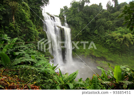 beautiful waterfall in green forest beautiful waterfall in green forest 93885451