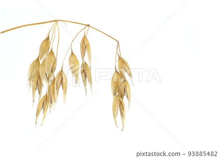 Oats plant with oat florets on white Oats plant with oat florets on white 93885482