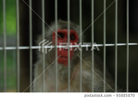 一隻看起來像是想從籠子裡拿出東西的老猴子 一隻看起來像是想從籠子裡拿出東西的老猴子 93885870