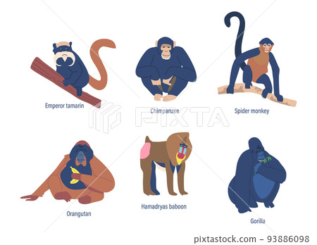 Set Of Monkeys, Golden Shub-nosed, Proboscis And Emperor Tamarin, Chimpanzee. Spider, Hamadryas Baboon And Marmoset 93886098