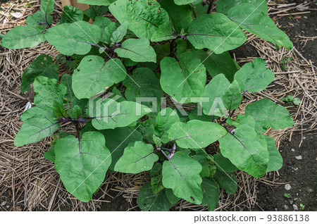 Obuse round eggplant tree Obuse round eggplant tree 93886138