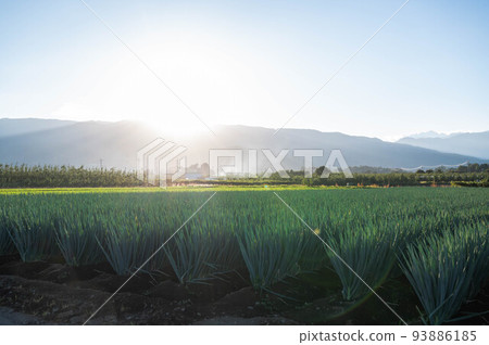 夕陽下的蔥田 夕陽下的蔥田 93886185